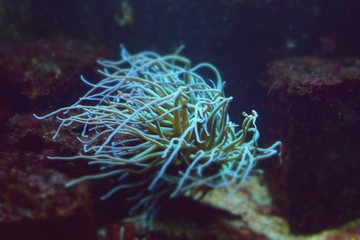 Fototapeta na wymiar Close up on Sea Anemone in salt water tank