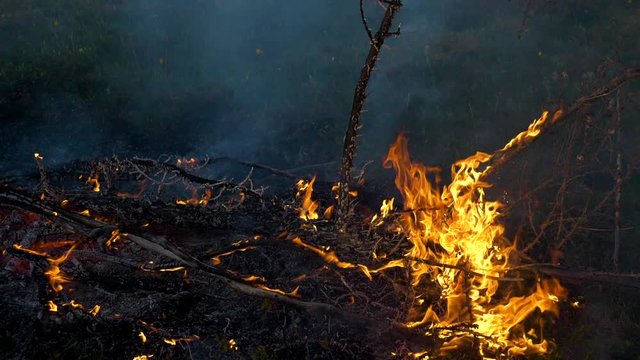 forest fire slow motion
