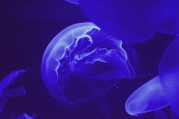Naklejka na ściany i meble Jelly fish floating in aquarium tank under a blue light