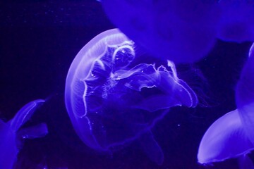 Jelly fish floating in aquarium tank under a blue light