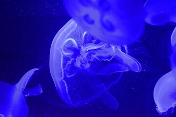 Jelly fish floating in aquarium tank under a blue light