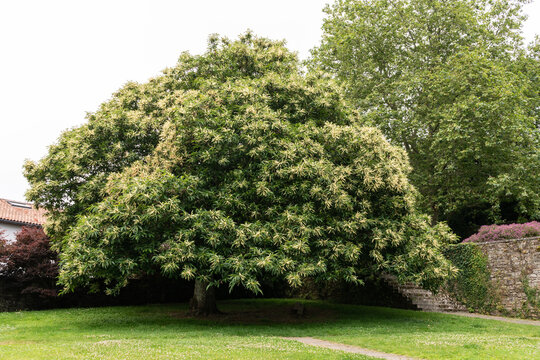 Beautiful Chestnut Tree in Full Bloom on public park in early summer