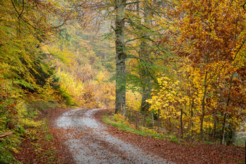 Lush forest road in autumn colors - 299930517