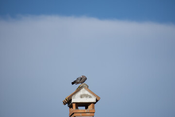 taube möve vogel