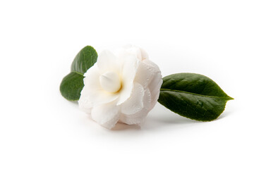 Camelia Blanca