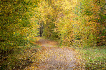Lush forest road in autumn colors - 299930982