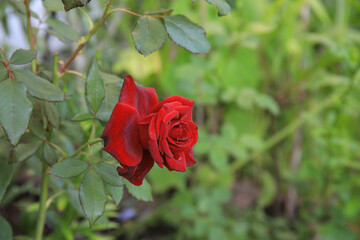 Passion Rose