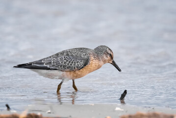 Strandläufer im Wasser