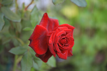 Anniversary Wishes Rose