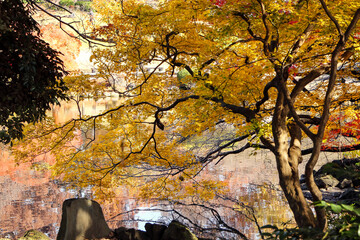 紅葉の風景