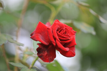 'About Face' (Rosa Grandiflora 'About Face') 