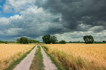 Naklejka premium Ground road through a grain field and black clouds in the sky