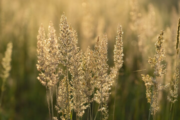 Beautiful meadow at sunset in late May as background. Perennial cereal plant Calamagrostis.