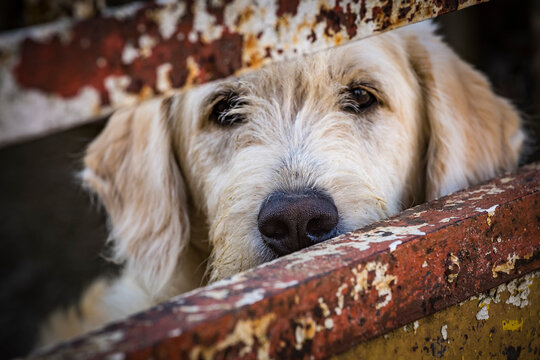 Homeless sad shaggy dog behind fence in an animal shelter waiting for bew owner adoption. Dog nose close up.