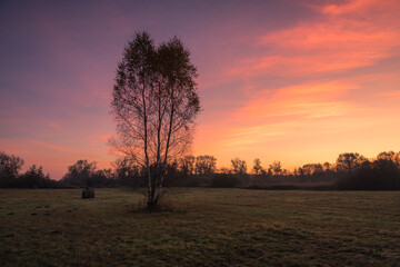 Fototapeta na wymiar Dawn in a meadow over a lonely tree in the Jeziorka valley, Piaseczno, Poland