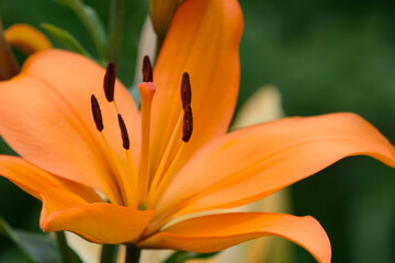 orange lily flower