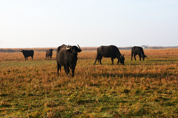 herd of cows grazing in field
