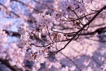 SAKURA