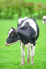 portrait of a young dairy cow grazing