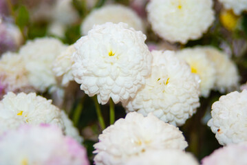Chrysanthemums