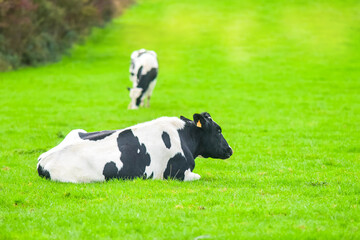 young dairy cows grazing during autumn