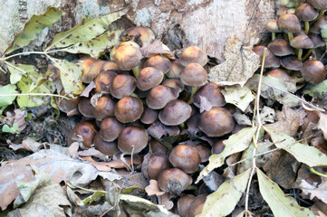 mushrooms growing in the forest