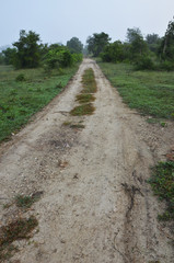 Way to the farm in the jungle