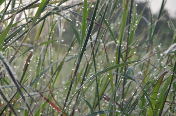 the grass with water drop in the early morning