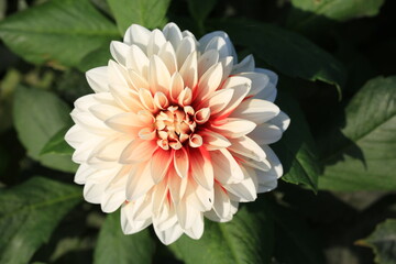 Beautiful blooming dahlia in sunny October