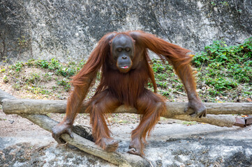 View of orangutan