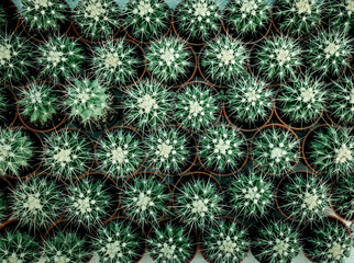 Top view of cactus plant leaves pattern. Natural background.