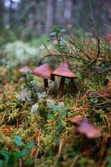 Mushroom in a fall setting
