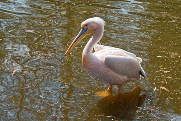 A wild bird with a big beak.