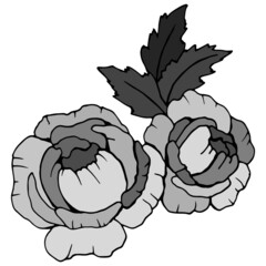 Fototapeta premium decorative rose, flower bouquet, isolate on a white background in monochrome colors
