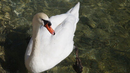 A beautiful white swan sailing in the lucerne lake © Tutun