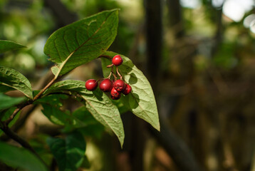 Red autumn berries leaf plant