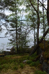 Fototapeta premium trees and lake