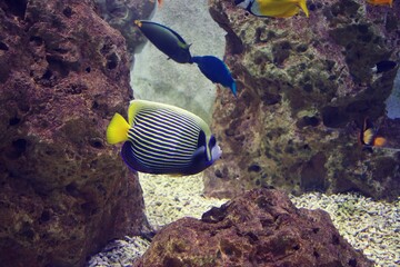 Naklejka na ściany i meble Emperor angelfish Pomacanthus imperator, swimming in tank