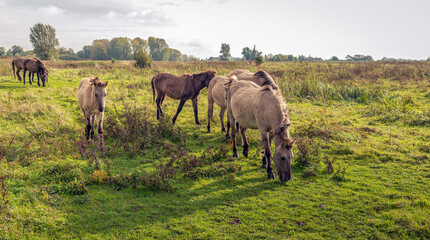 Herd of grazing wild horses in a Dutch nature reserve in backlit © Ruud Morijn