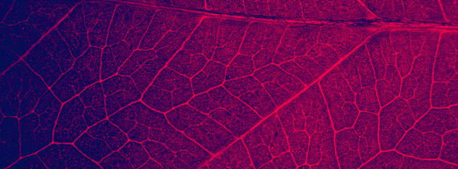 Fototapeta na wymiar Abstract organic texture of leaf. Nature wallpaper.