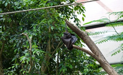 Fruit Bats hanging upside down from tree branches, sleeping during the day.