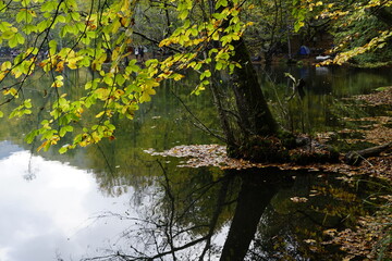 Fototapeta premium river in forest