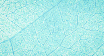 Abstract organic texture of leaf. Nature wallpaper.