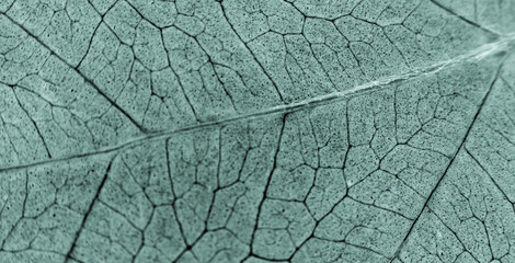 Fototapeta premium Abstract organic texture of leaf. Nature wallpaper.