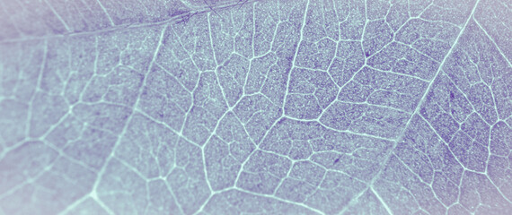 Abstract organic texture of leaf. Nature wallpaper.