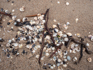 Muscheln am Strand