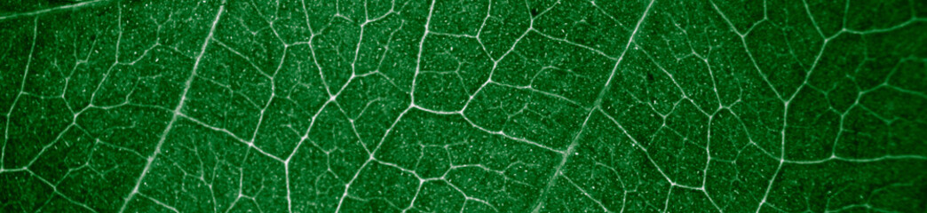 Abstract organic texture of leaf. Nature wallpaper.