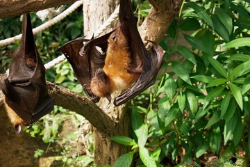 Fruit Bats hanging upside down from tree branches, sleeping during the day.