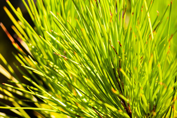Closeup of a juicy green coniferous pine tree needles growing on a tree branch