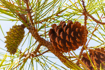 Closeup of a new green and old dried pine cones hanging on a branch of a coniferous tree